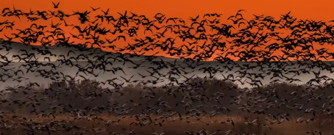 Snow Geese at Bosque del Apache