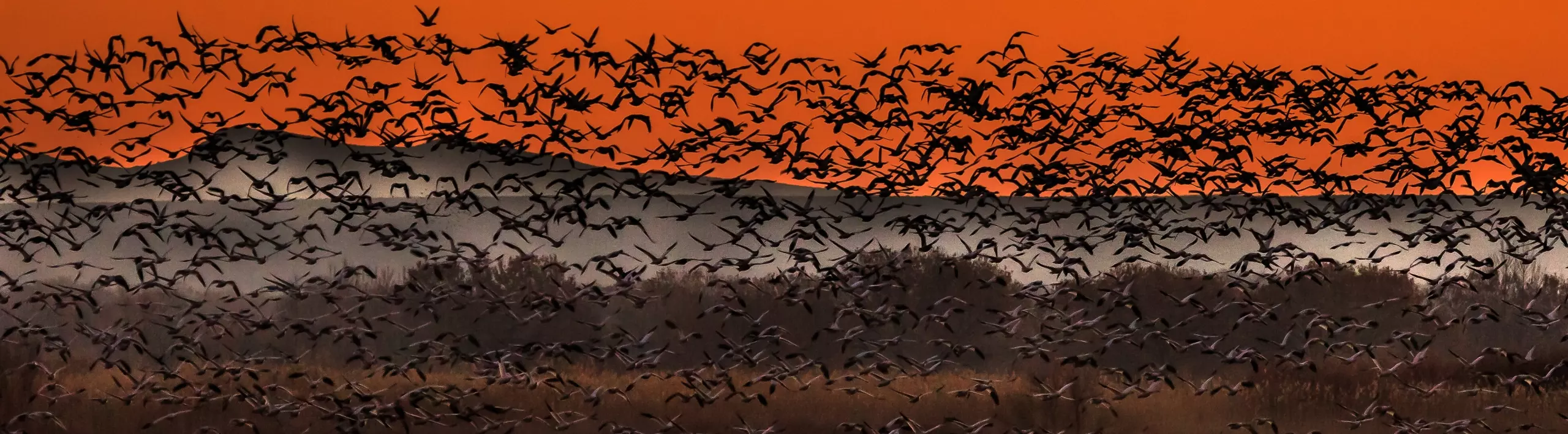 Snow Geese at Bosque del Apache